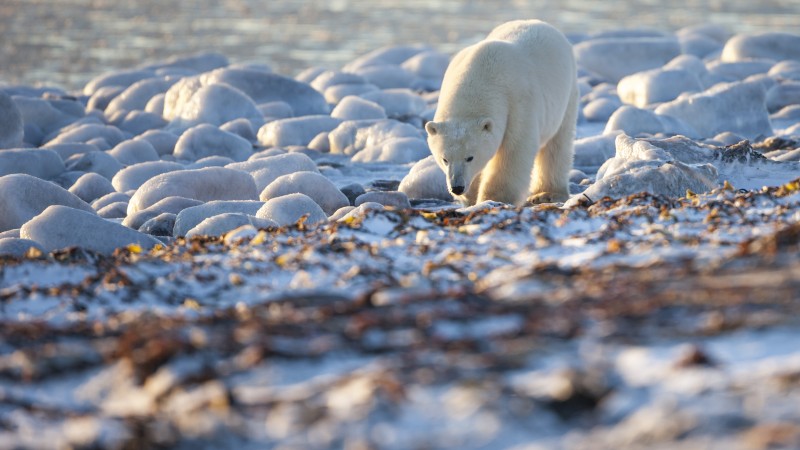 Bear, Polar Bear, Canada, shore, coast, white bear, sea, water, ocean, walk, sunny day (horizontal)