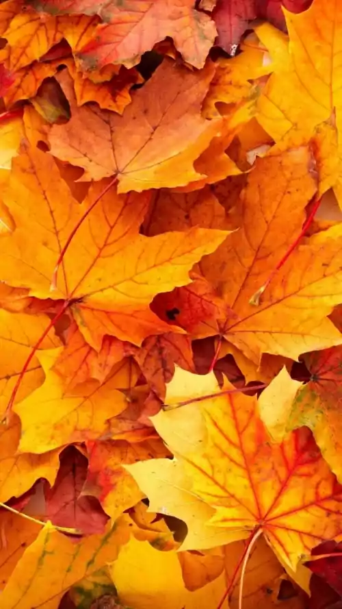 Autumn Season Wallpaper