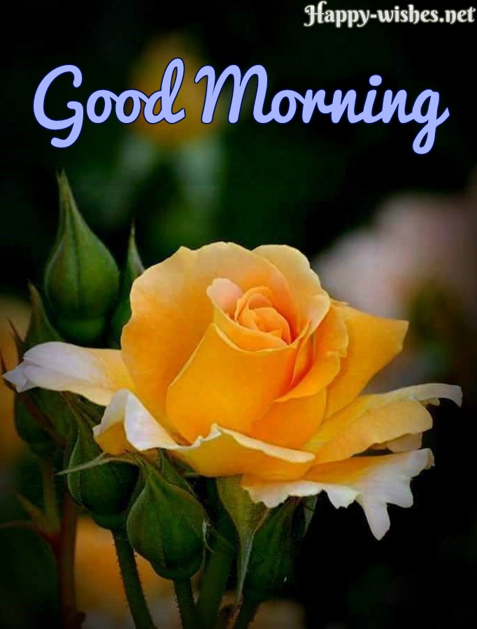 Good Morning Wishes With Yellow Rose Pictures Good Morning Images On Frifay