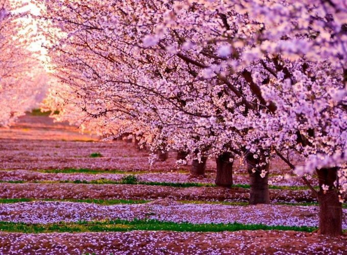 190 1905261 amazing cherry blossom wallpaper beautiful cherry blossom beautiful