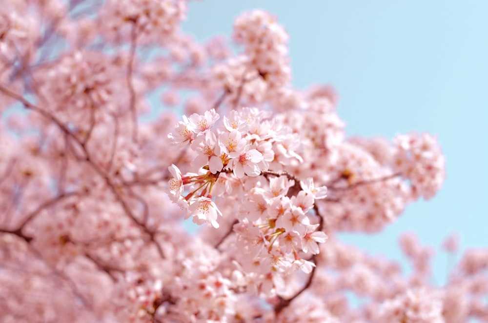 Cherry Blossom Wallpaper - 4k Wallpapers Tinydecozone