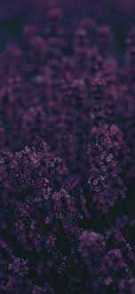 1638717455 131 Lavender Wallpaper