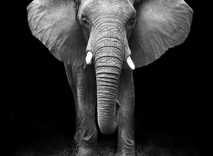 elephant 9