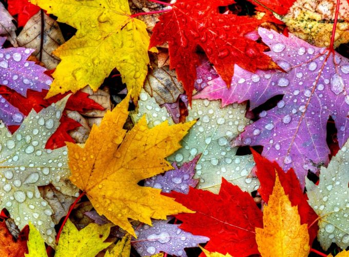Download Leaves 5k 4k wallpaper drops rain autumn Wallpaper