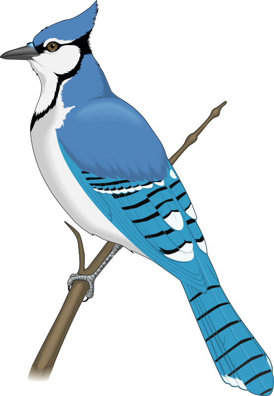 Blue Jay PNG PNG Mart
