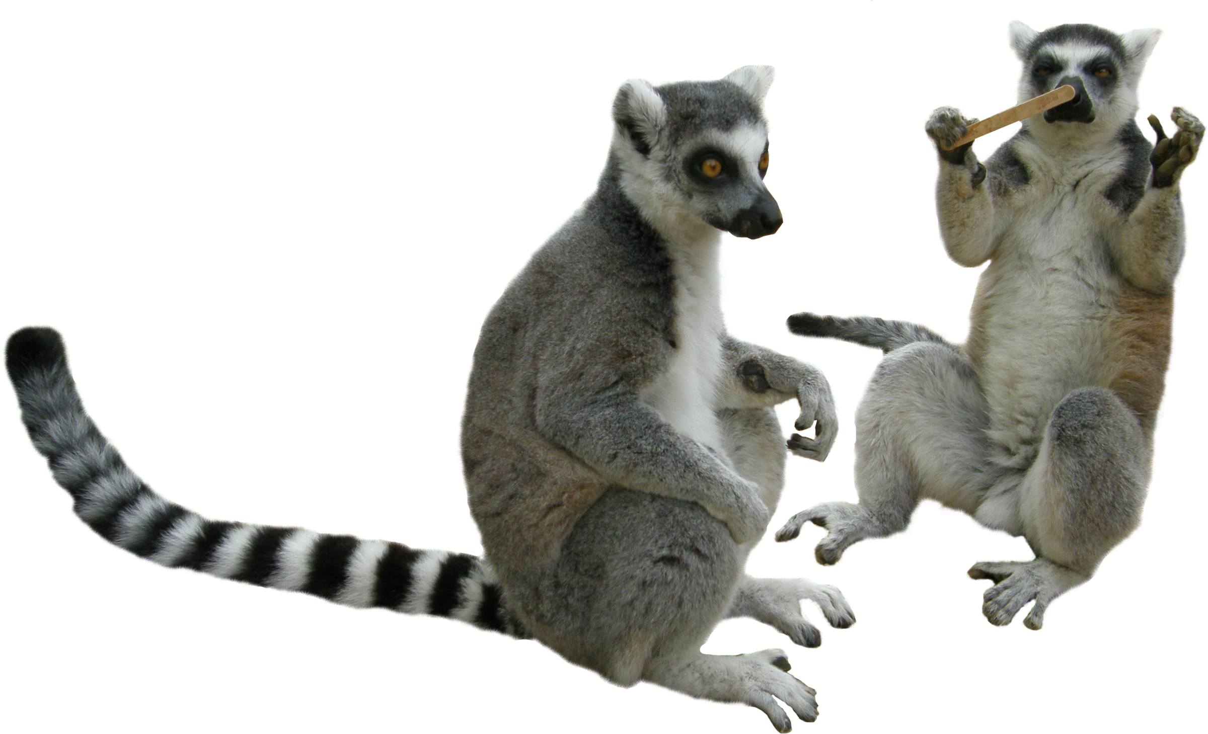 Lemurs PNG PNG Mart