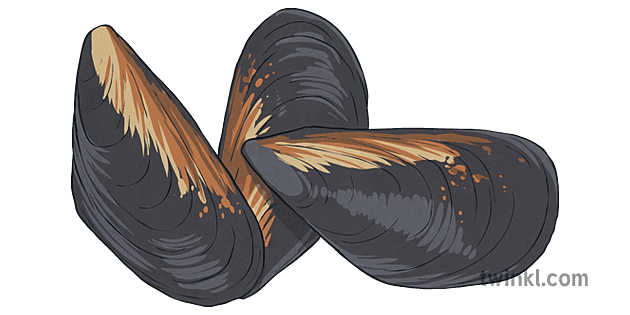 Mussels PNG Isolated HD PNG Mart