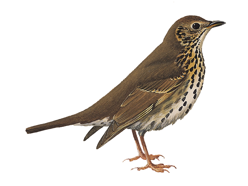 Thrushes PNG HD