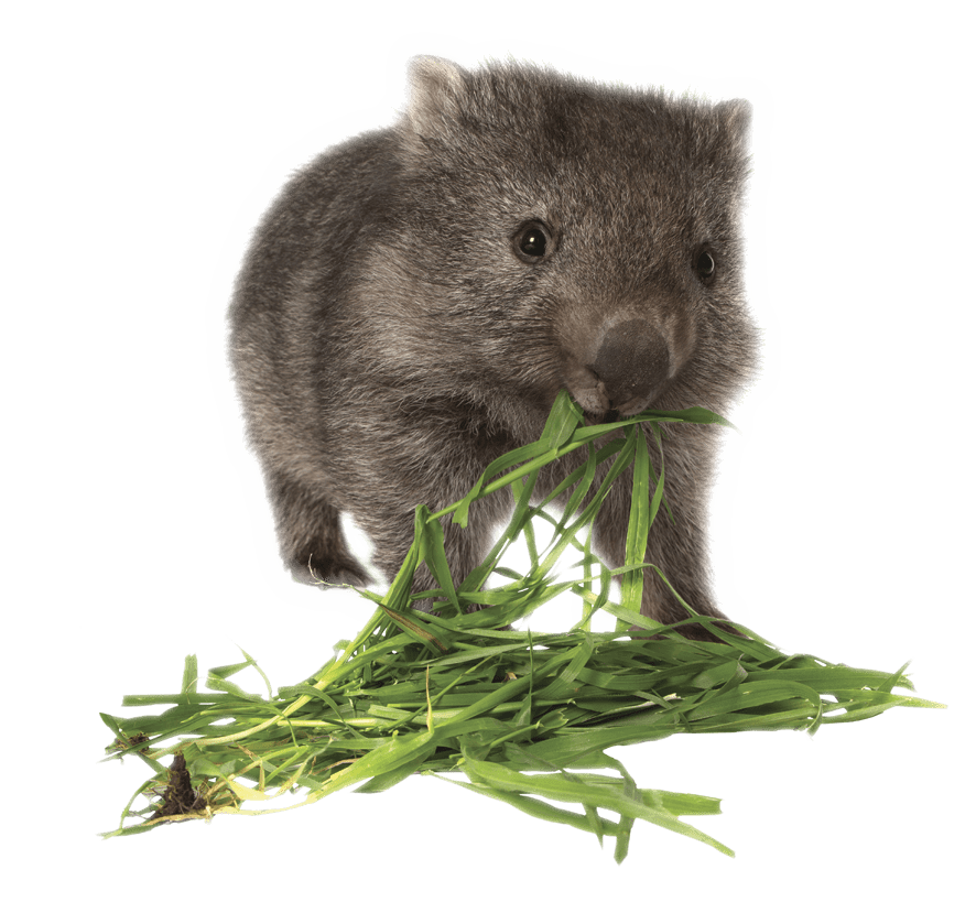 Wombats PNG Isolated HD PNG Mart
