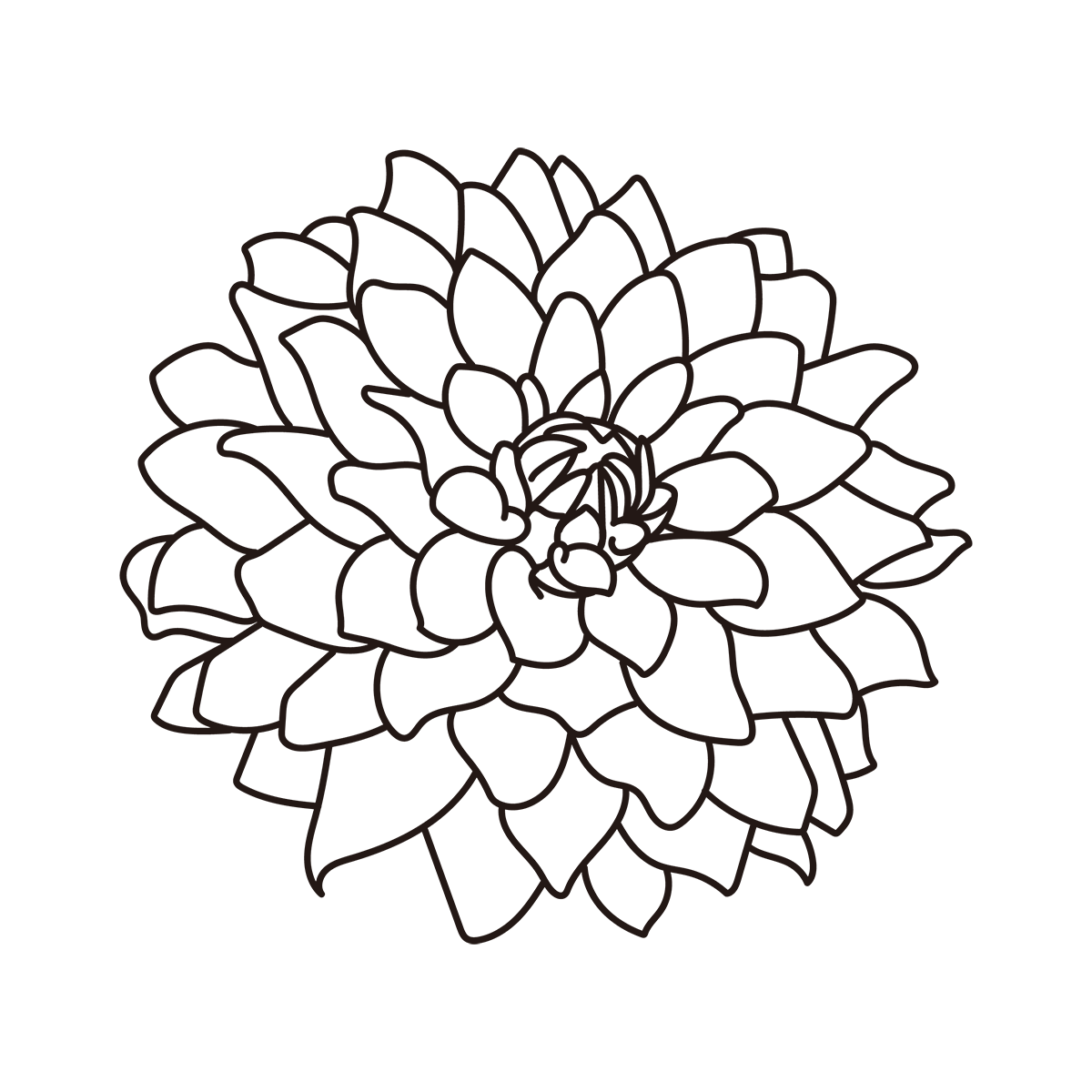 Chrysanthemum Free PNG
