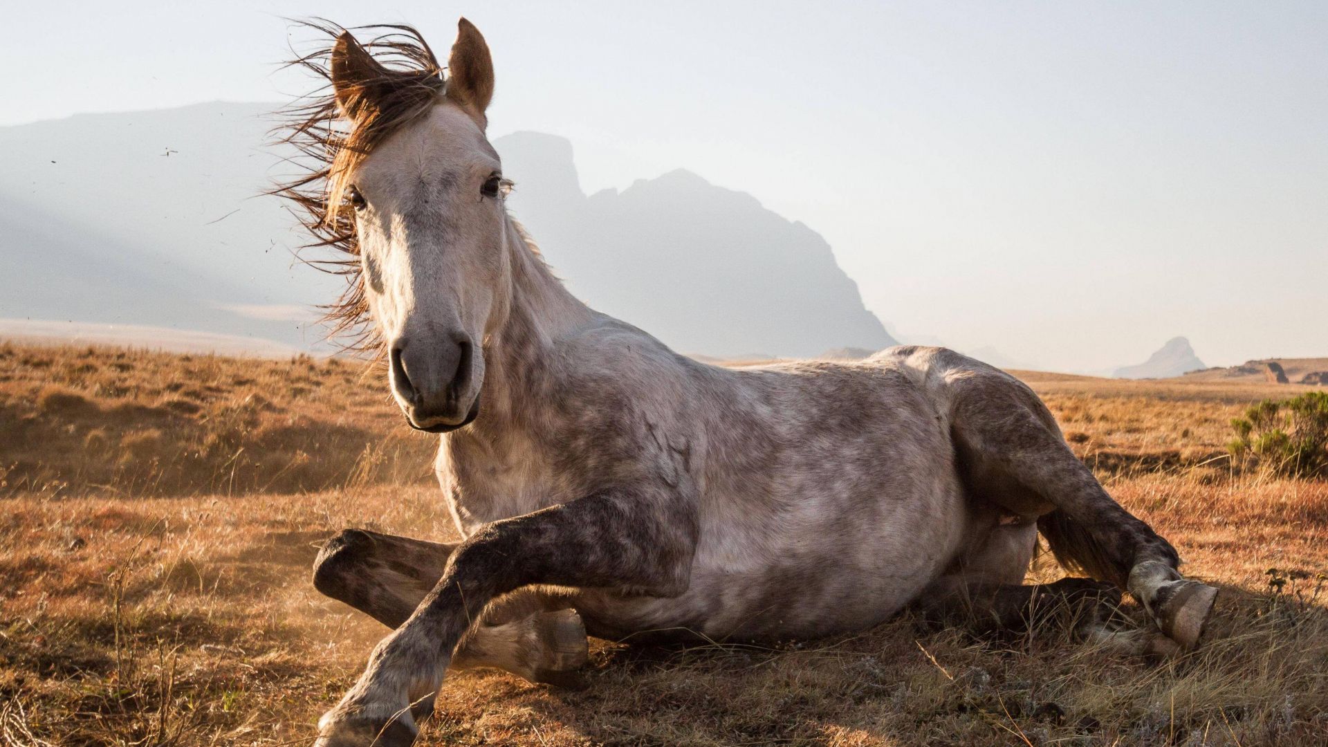 Download Horse Sehlabathebe National Park Lesotho National Geographic Traveler Photo