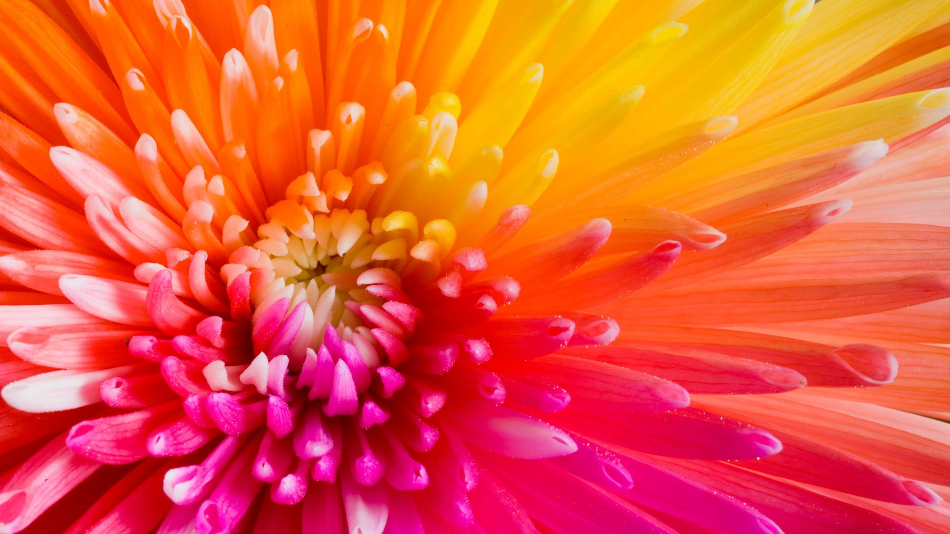 Download colourful flowers 4k HD wallpaper flowers Wallpaper