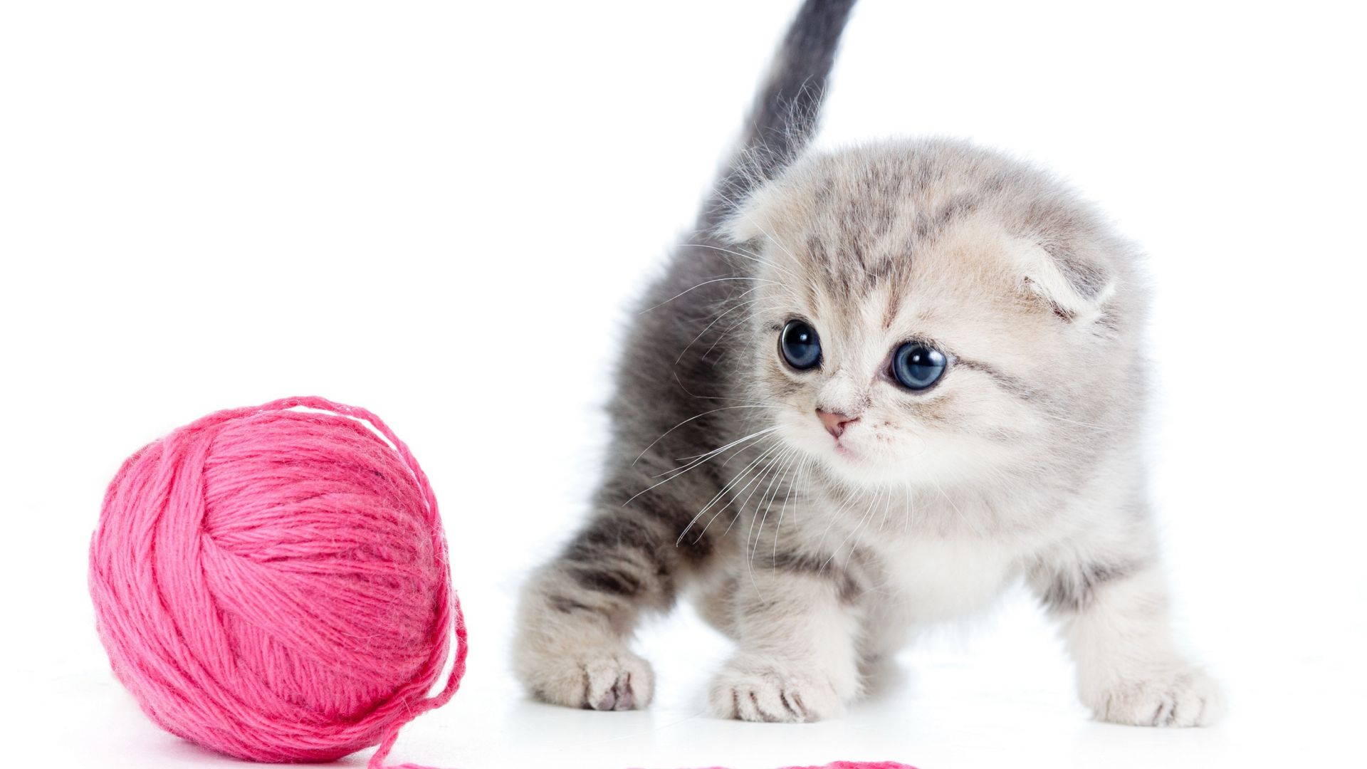 Download kitten cat cute 4k Wallpaper