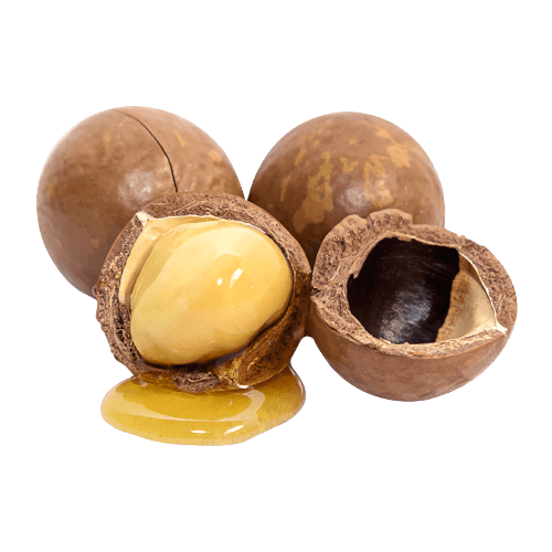 Macadamia PNG Picture