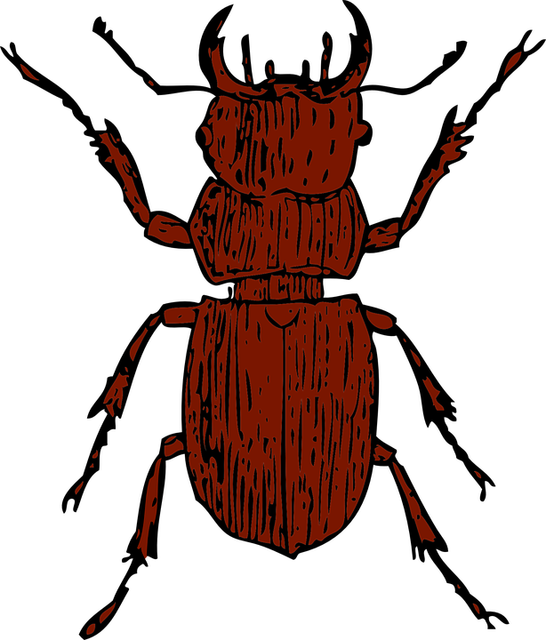 Brown Bug Transparent Free PNG