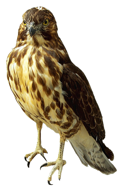 Falcons Transparent PNG