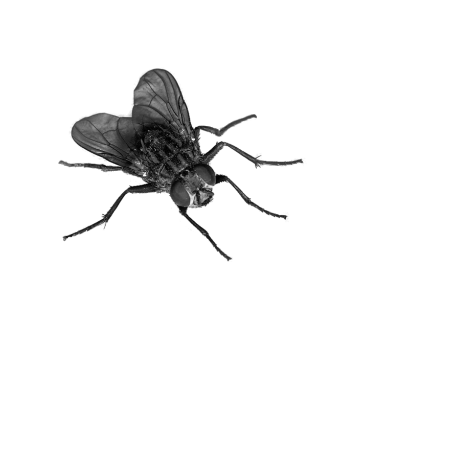 Flying Bug Download Free PNG