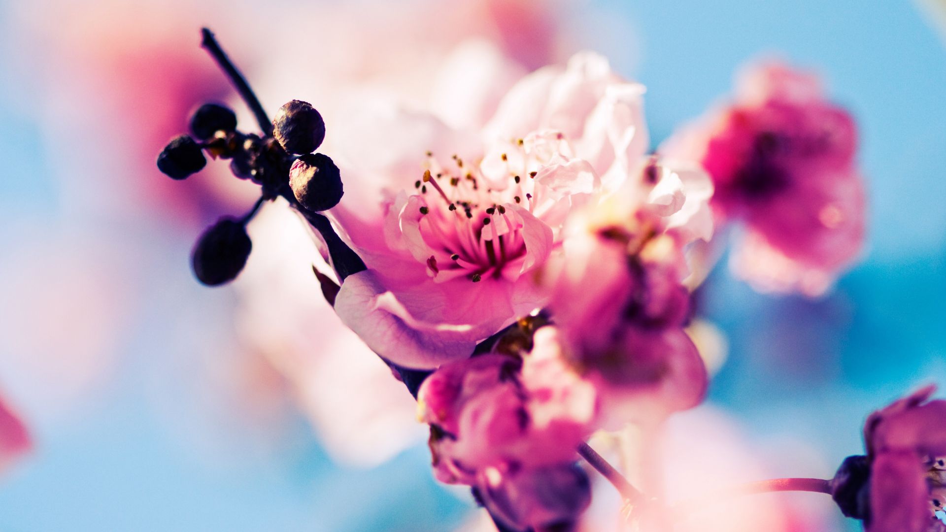Download Cherry 4k 5k wallpaper blossom branch spring pink Wallpaper