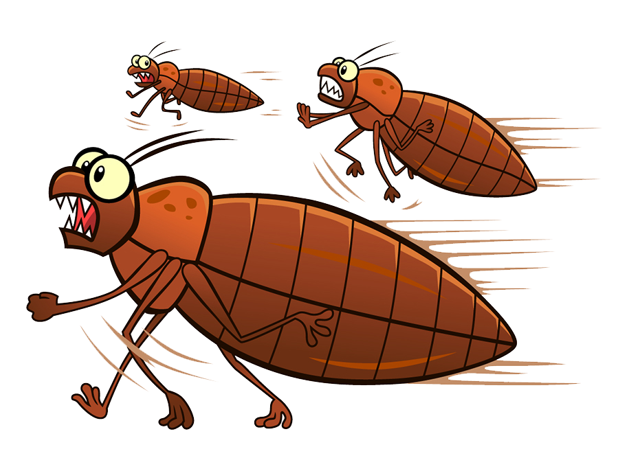 Bed Bugs Free PNG