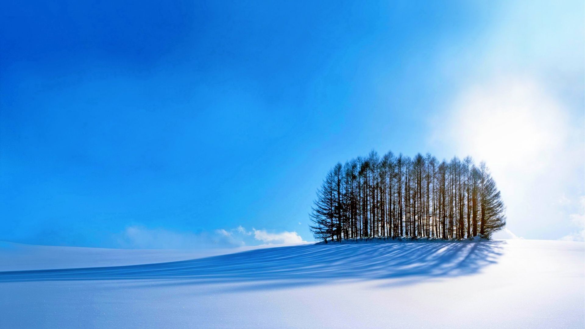 Download trees sky snow winter 4k Wallpaper