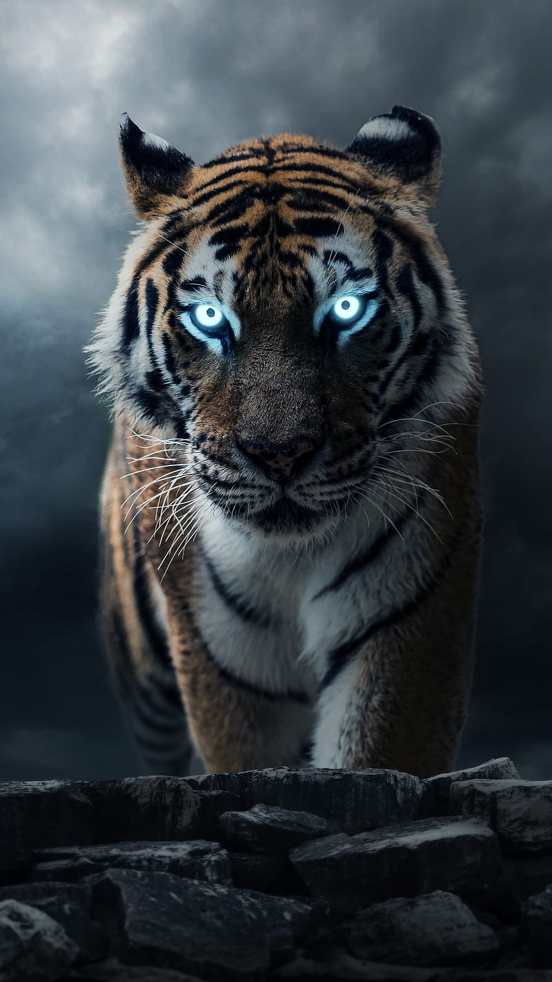 HD wallpaper cool tiger blue water