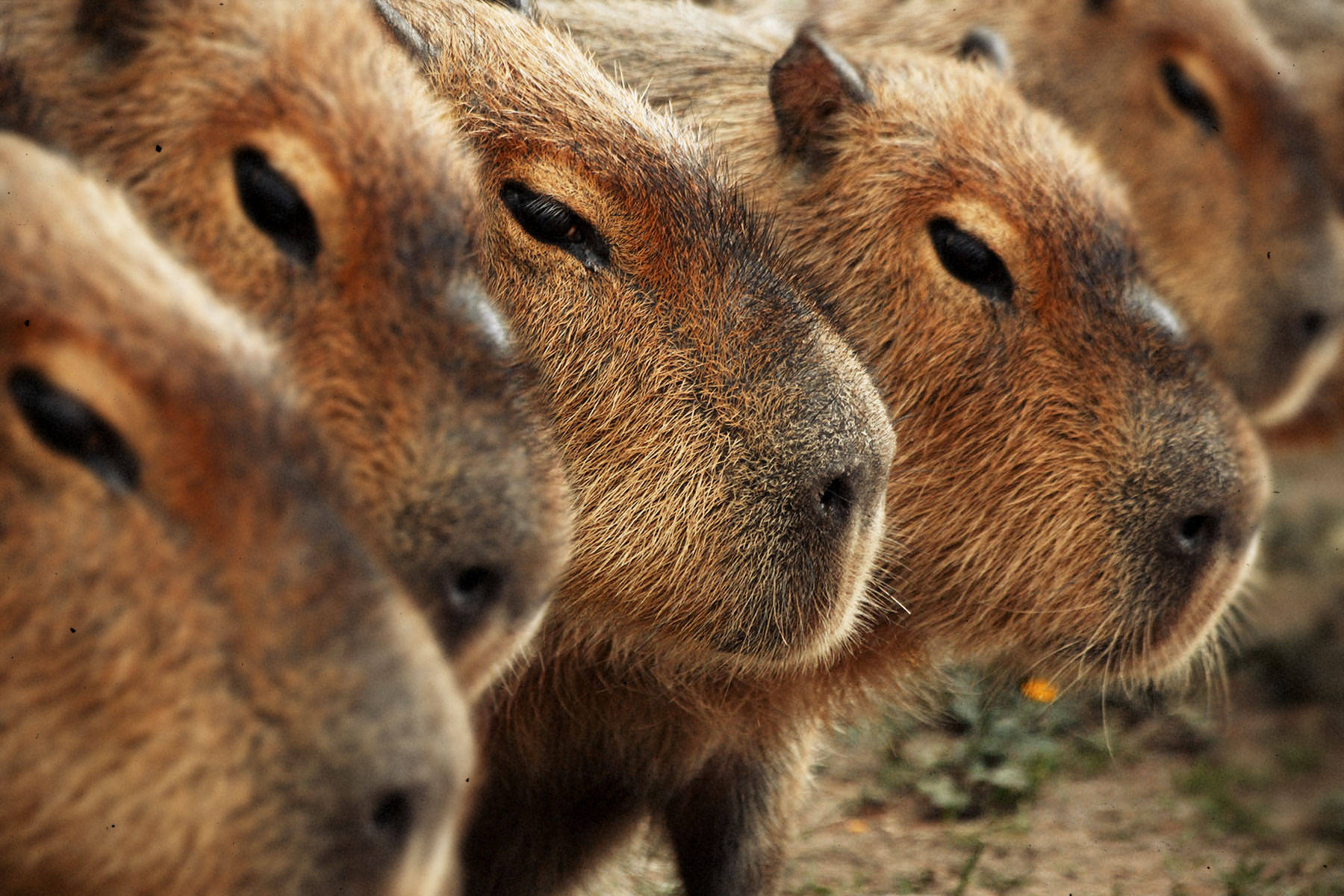 row of capybara heads 8docr3teg4heva0h