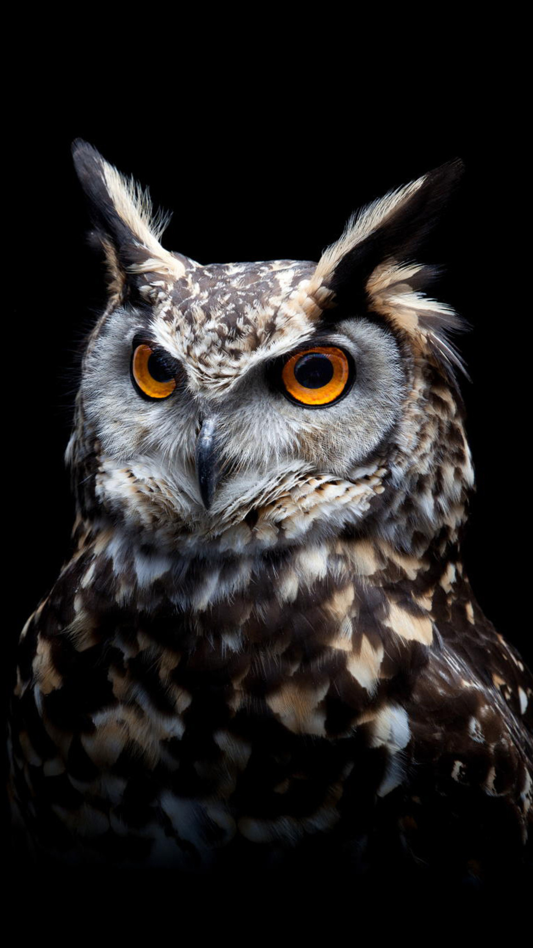 owl dark background hy 1080x1920 1